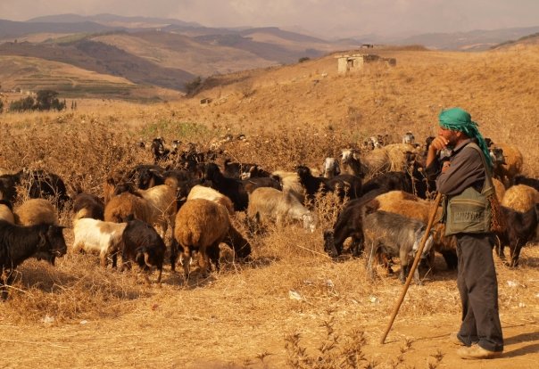 A shepherd on the hills of Maroun al-Ras, southern Lebanon