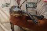 Handler Tom Batchelor holds a young gator during a wildlife show at Gator&nbsp;Park