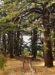 The Cedars of&nbsp;Lebanon
