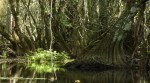 Cypress knees, Big Cypress National Preserve