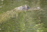Alligator, Big Cypress National Preserve