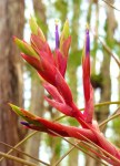 An endangered cardinal airplant in bloom