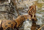 A young cottonmouth on the Florida Trail, Big Cypress National Preserve.