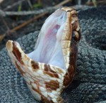 A cottonmouth gives its signature warning after nearly being stepped on by a hiker. Photographed (from a distance, with zoom) in the Big Cypress National Preserve.