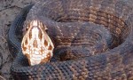 Adult cottonmouth sunning itself just off the Florida Trail