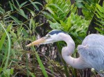 Great blue heron, Everglades National Park, Shark Valley