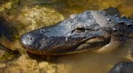 A gator rests along the banks of the Tamiami Canal
