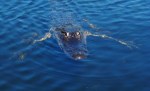 Small adult gator floats in marsh near the Tamiami Canal