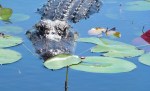 Gator in the water lilies, Big Cypress National Preserve
